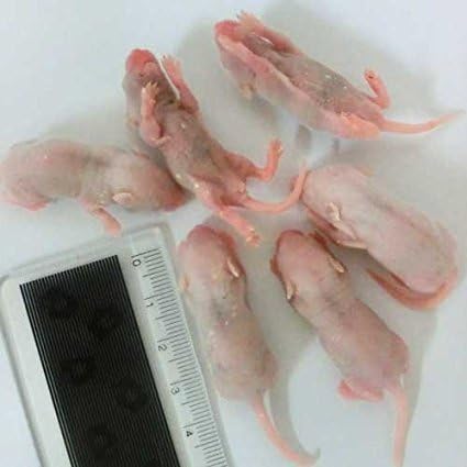爬虫類 両生類用エサ l ピンクマウス」の人気商品一覧 | 安い
